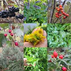 Знахарський чай